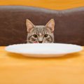 猫はかまぼこを食べても大丈夫？注意する事や与え方
