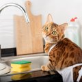 猫の食器、清潔に保つために知りたい正しい洗い方5選　人間用の洗剤はNG？