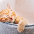 愛猫が必ず気に入る『寝床』の作り方3つ♪使ってくれない場合の対処法…