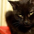 救助隊の後を追ってきた黒猫…幸せになるために第二の猫生を歩む！