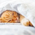 猫の木製ベッドおすすめ人気ランキング7選、選び方も解説