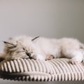 猫の寿命を伸ばす『寝床』とは？3つのポイント