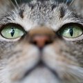 猫の「視力低下」を引き起こす4つの原因　目が見えていない兆候も解説