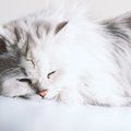 眠っている猫が息をしていない！？睡眠時無呼吸症候群とは？