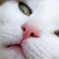 猫がぐずぐずと「鼻水」を出す原因は？　考えられる病気5選と対処法　…