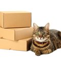 猫を連れて『引っ越し』する時の注意点4つ！新居で準備すべきことは？