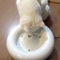 自動給水器をプレゼントされた猫さん、その反応は？