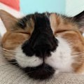 【眼福】見ると幸せになれる♡猫さんの寝顔に癒される人続出