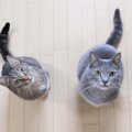 猫が『ボーッと宙を見る』3つのワケ