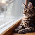 猫がじーっと「外を眺めている」ときの気持ち3選　もしかして外で遊びたい…
