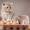 猫に「卵」を与える際のNG行為5選　そもそも与えていいの？