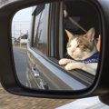 猫と一緒に車に乗る時の注意点６つ