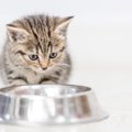 猫に絶対使ってはいけない『NG食器』3つの特徴！体に合っていない容器…