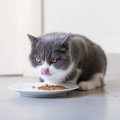 猫のサイエンスダイエットは危険？安全な理由やおすすめ商品など