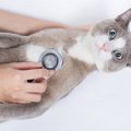 猫の健康チェック11項目！健康維持方法やおすすめ管理アプリもご紹介