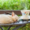 子猫が寝る時間はどれぐらい必要？あまり寝ない時の対処法