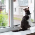 猫が『窓の水滴』を舐めた！注意すべき５つのこと