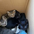 山に捨てられた4匹の子猫を保護。無責任な通報…でも里親につながれ！