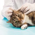 猫の耳が赤いときの原因と対処法