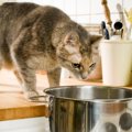 猫が食べると死ぬ可能性のある『絶対NGな食べ物』４選