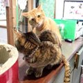 公園で保護された茶トラ猫…親猫のために取った行動が尊い！