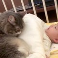 猫が『寝ている赤ちゃん』に見せた行動…べったりくっつく姿が平和すぎ…