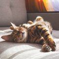 愛猫が「ゴロンと寝っ転がりたくなる場所」5選とそれぞれの理由とは？