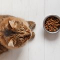 猫が『ドライフード』を食べない時の原因4つ　それぞれに合った対処法…
