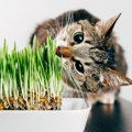 猫に『猫草』を与えるメリット3つ！適切な量や与え方とは