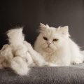 猫が毛玉を吐くのはなぜ？原因や頻度、毛玉対策の方法と注意点を解説