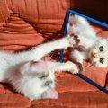 猫が『鏡に映った自分』を見た時の反応3選！
