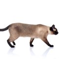 猫のしっぽは種類によって違う？長い尾を持つ猫種の特徴を解説！