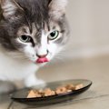 猫がご飯を食べながらしゃべる理由４つ