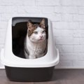 猫がトイレ以外でうんちする理由と対策、役立つグッズを紹介