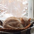 猫に起きがちな「冬のトラブル」4つ　寒い季節を安全に過ごすための対策とは