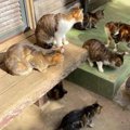 飼い主の入院で残された14匹の猫…壮絶な飼育現場から全頭救出へ！