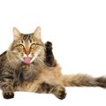 猫にトイレシートを利用するメリットと覚えさせる方法