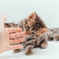 子猫が『甘噛み』する5つの理由！クセにしないための上手なしつけ法