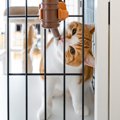 猫の室内飼育は『ケージ飼い・放し飼い』どっちがいい？利点と注意点5つ