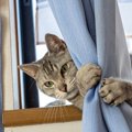 猫が『カーテンを登る』3つの理由と防止策