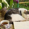 猫に紅茶はダメ！危険な成分と飲んだ時の対処法