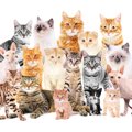 猫の『人気な品種』TOP5！それぞれの特徴や魅力とは？