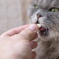 猫のお薬に関する雑学４選！絶対飲ませちゃいけない薬って？