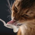 猫がヨーグルトを食べても大丈夫？効果や正しい与え方、注意点を紹介