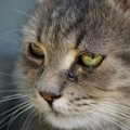 猫の絶対見逃しNGな『涙の病気』4つ！主な症状や予防策を紹介
