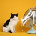 猫のいる部屋で『扇風機』を使うときに注意すべきこと4つ