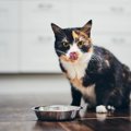 猫の『免疫力がUP』する食材3選！それぞれの特徴も解説