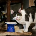 猫にとって『良い食器・悪い食器』の特徴6つ