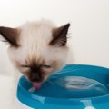 水以外で猫に飲ませても大丈夫な飲み物５つ