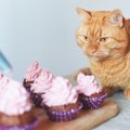 猫用のケーキとは？特徴とおすすめケーキ5選！